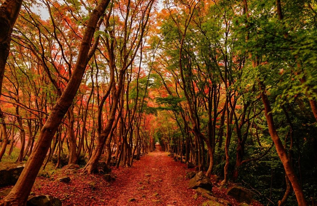 🌸 가와치 등나무 정원 (河内藤園) 이미지 5